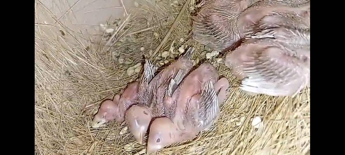 fawn java | grey java | white java | chicks | java chicks 5