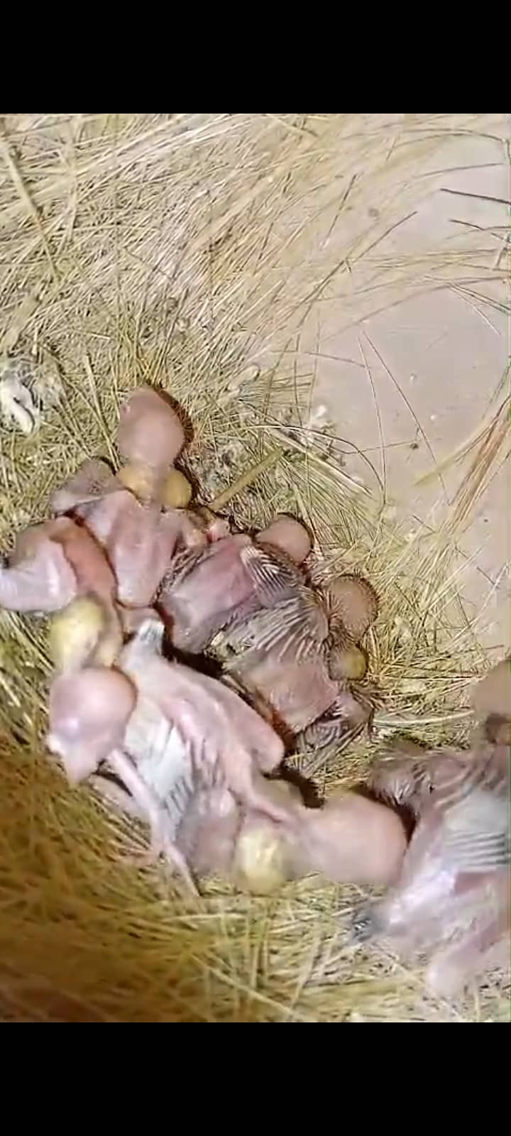 fawn java | grey java | white java | chicks | java chicks 6