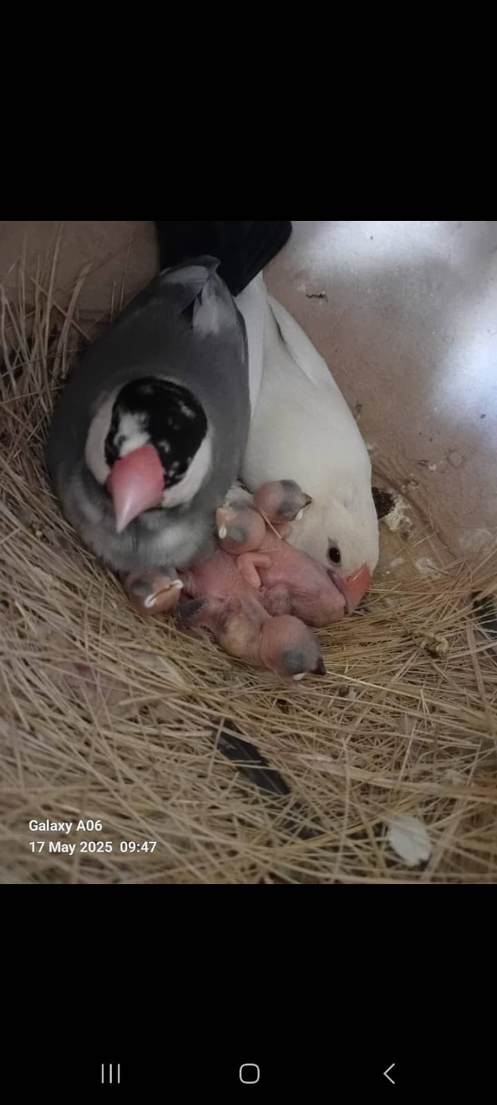 fawn java | grey java | white java | chicks | java chicks 7