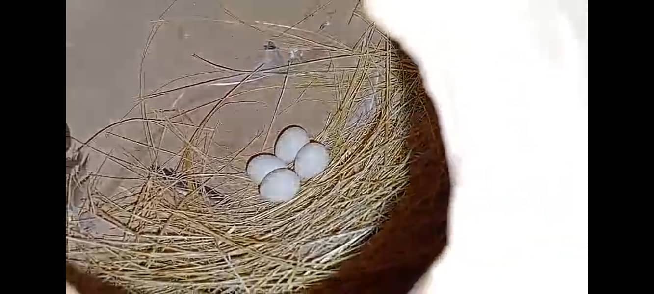 fawn java | grey java | white java | chicks | java chicks 8