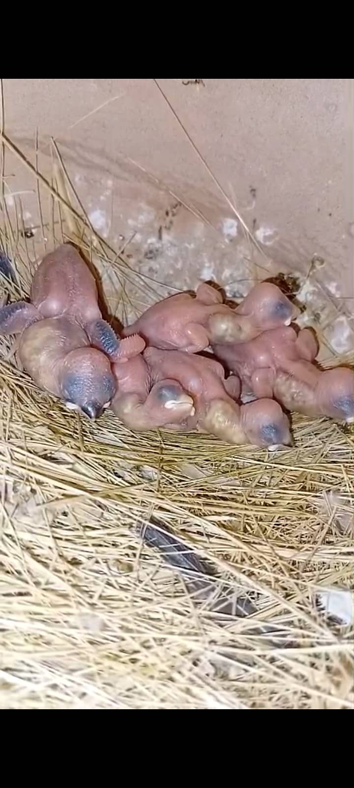 fawn java | grey java | white java | chicks | java chicks 9