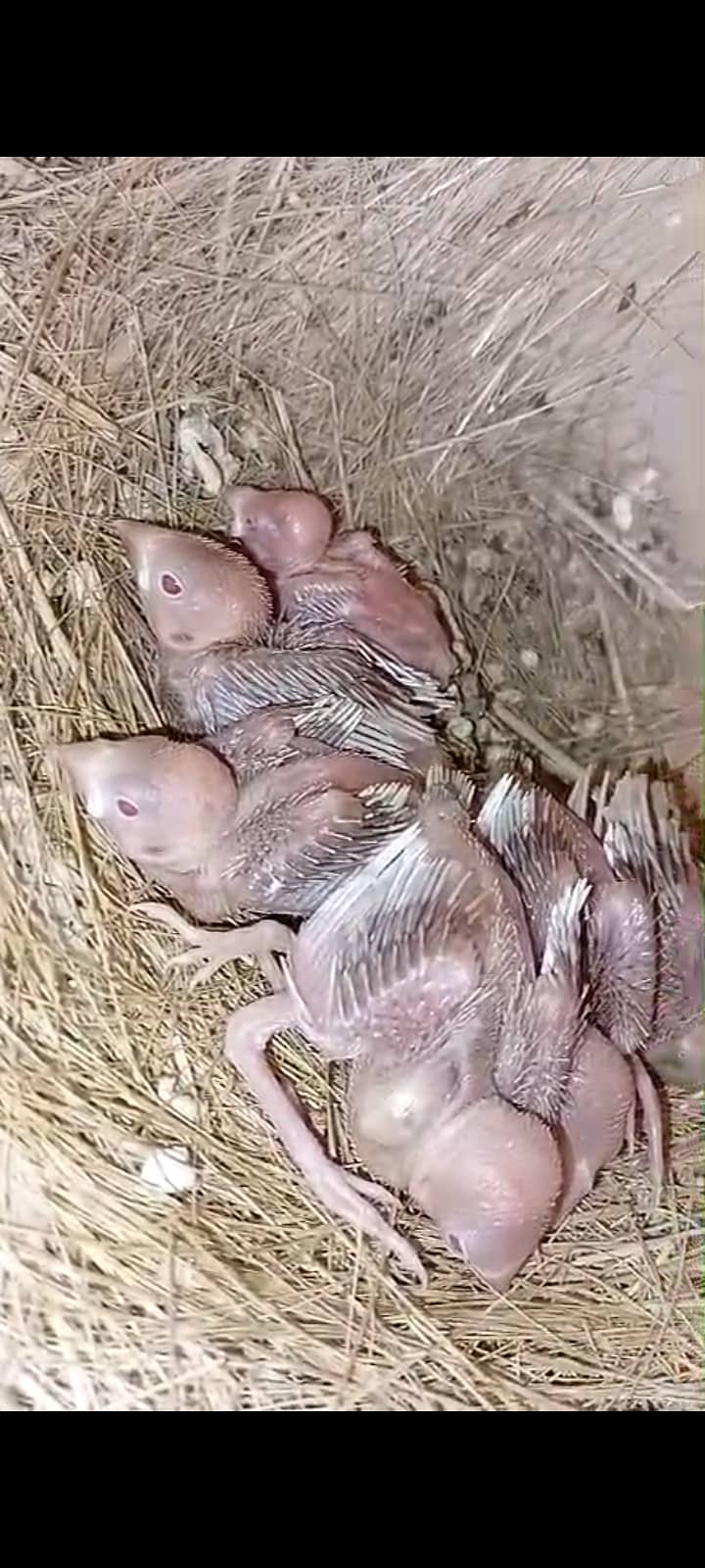fawn java | grey java | white java | chicks | java chicks 10