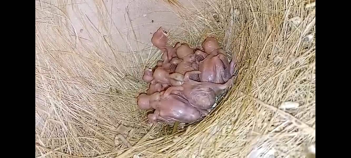 fawn java | grey java | white java | chicks | java chicks 11