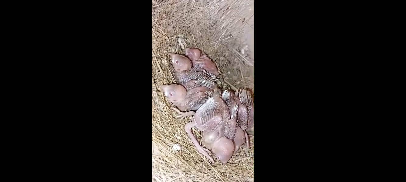 fawn java | grey java | white java | chicks | java chicks 12