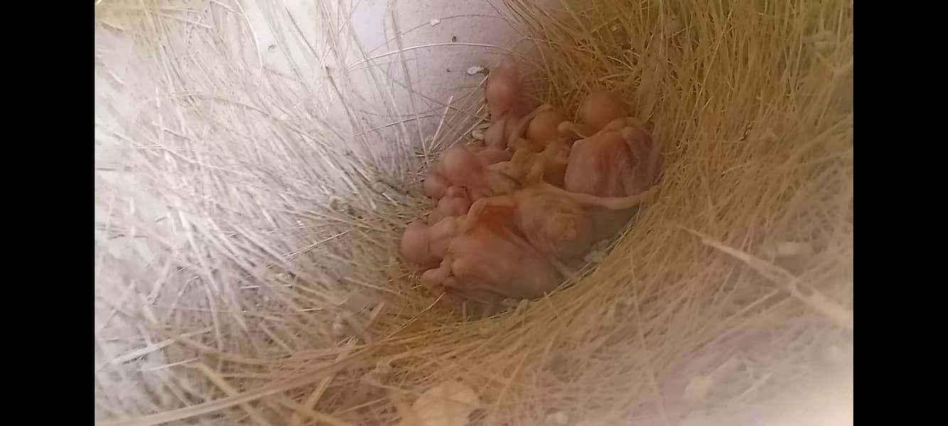 fawn java | grey java | white java | chicks | java chicks 13