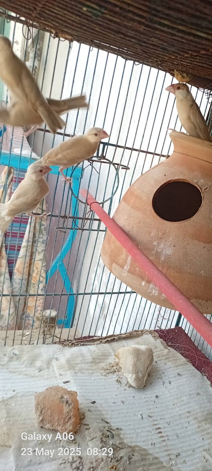 fawn java | grey java | white java | chicks | java chicks 14