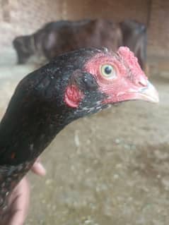 2 male aseel