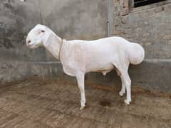 Qurbani