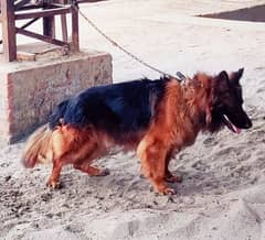 German Shepherd long coat Male dog
