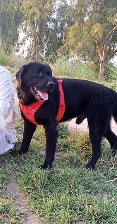 labra
