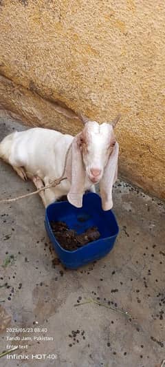 Khassi Bakra 2 Daant ghar ka pala hwa hay