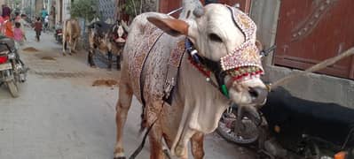 MashaAllah 2 khubsurat bachre for sale color wali cheez hai Karachi