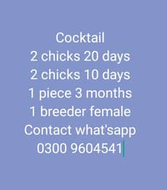 Cocktail chicks for hand tame
