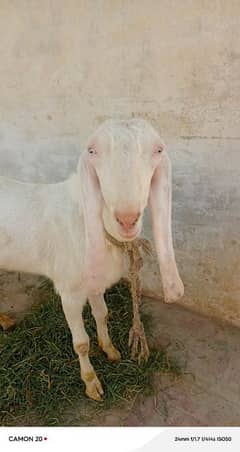Rajan Puri White Beautiful Healthy Bakra For Qurbani Available