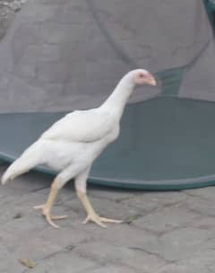 Shamo