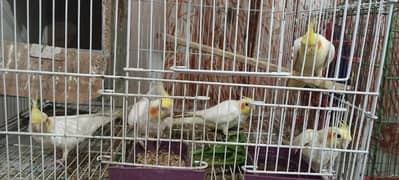 cockatiel