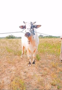 QURBANI KA BAIL BEAUTIFUL HEALTHY