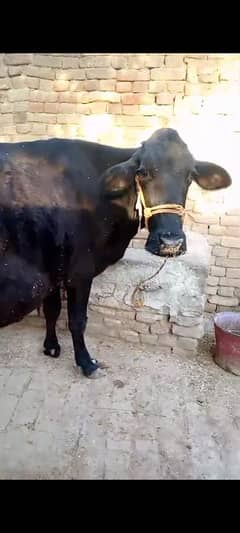 imported cow for sale