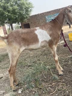 Eid offer khasi bakry jodi