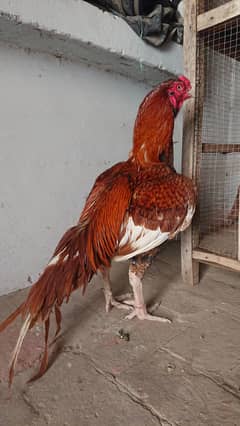 pila ak ankh sy kana breedar for sale location multan