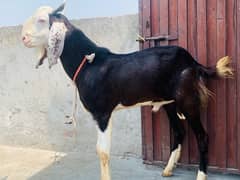 2 bakra for sale