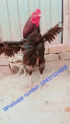 aseel mianwali murga