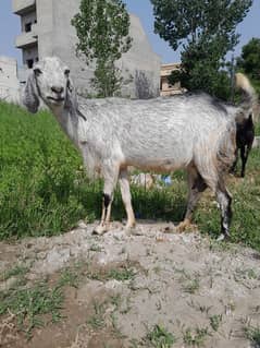 goats
