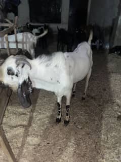 Bari Eid ka Bara Bakra