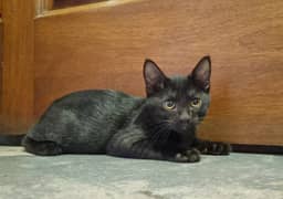 Jet Black Bombay-Look Kitten for Sale – Siamese Mix (Female)