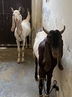 2 BAKRA GOOD WEIGHT