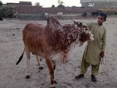 Qurbani