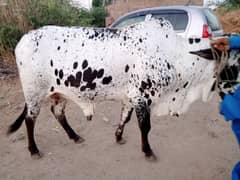 Qurbani