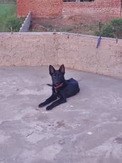 Beautiful 5-Month-Old Belgian Shepherd Puppy for Sale