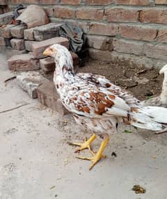 aseel