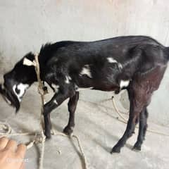 *bakra