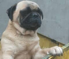 Breeder Pug Female Available