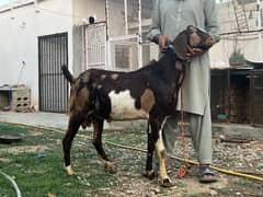 Qurbani