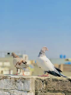 Pigeon baby/kabootar baby/kabootar /pigeons / chicks/ tedy /lakha