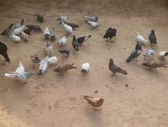 pigeon