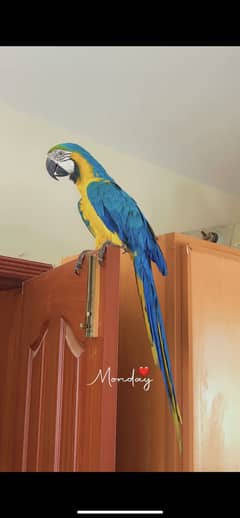 Blue