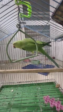 Green Parrot Ring Neck, Price Negotiable