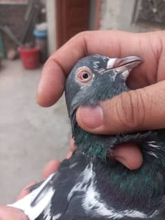 دب والا جوڈا