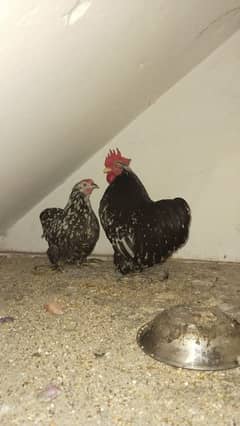 bantam breeder pair