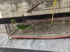 Kashmiri Raw Parrot Pair