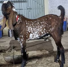 fresh donda bakra for qurbani.