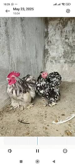Bantams