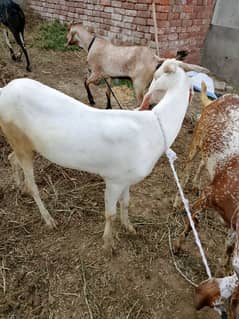 Desi bakre Rajanpuri