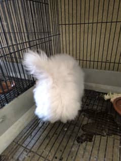 Angora rabbits