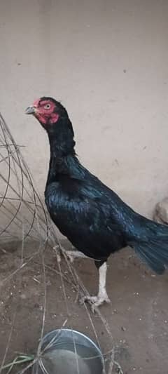 miawali aseel hen/madi/chick/cage/pinjra/tokra/