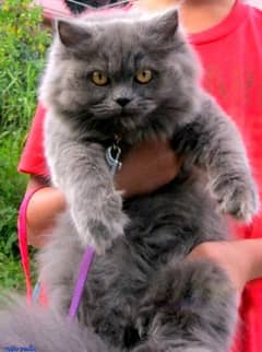Persian